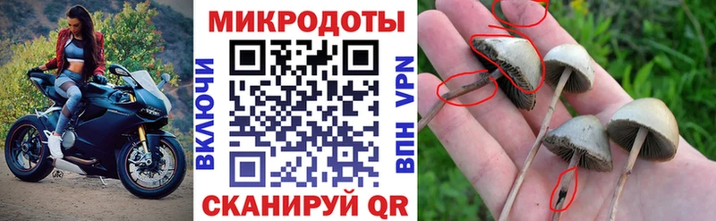 Купить закладки  Джанкой  Псилоцибиновые грибы Psilocybe 